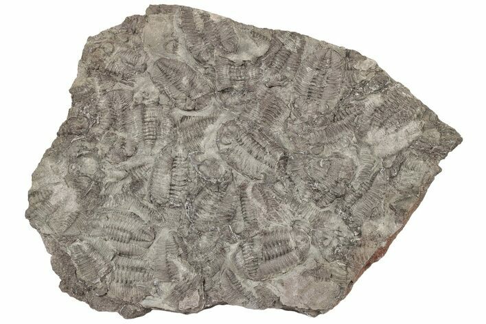 Ordovician Trilobite Mortality Plate (Pos/Neg) - Morocco #194171